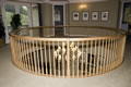 All Maple Rotunda