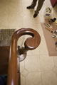Brazilian Cherry Volute
